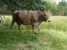 image vignette_brehoulou.jpg (0.4MB)
Lien vers: http://dai.ly/x5sg20r