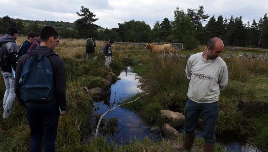 Prairie humide, moules perlières et vaches Aubrac : à la découverte du ruisseau de Sinières sur une parcelle de M. Remise, agriculteur (au premier plan)